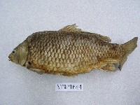 藏品(鯉)的圖片